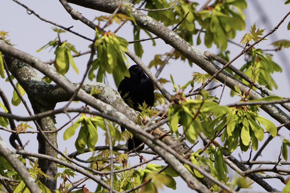 Red-winged Blackbird - Greg Hertler