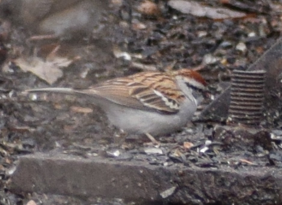 Chipping Sparrow - ML618055429