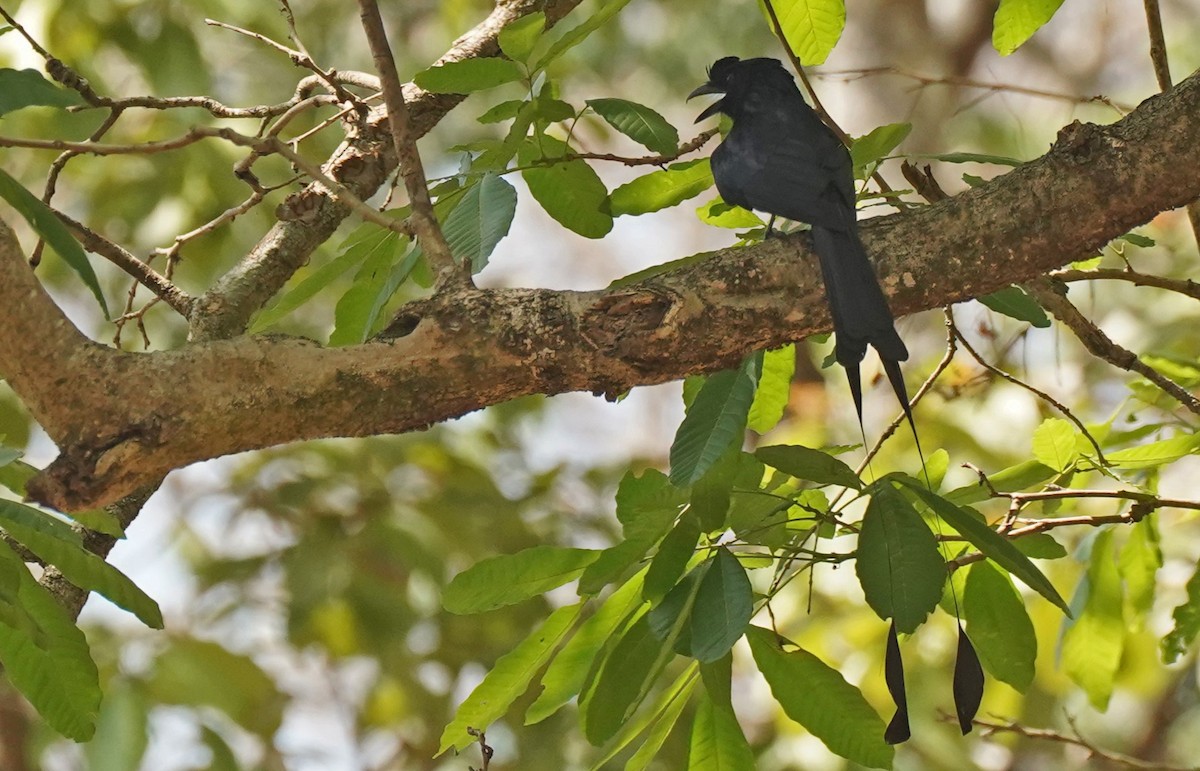 Greater Racket-tailed Drongo - ML618055434