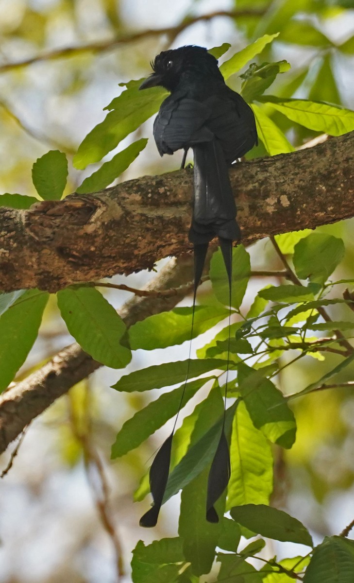 Greater Racket-tailed Drongo - ML618055435