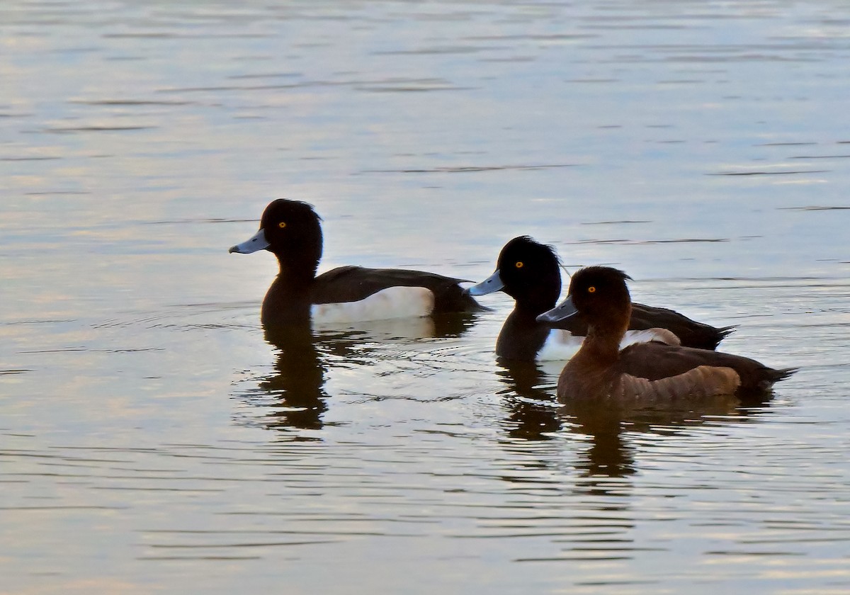 Tufted Duck - ML618055436
