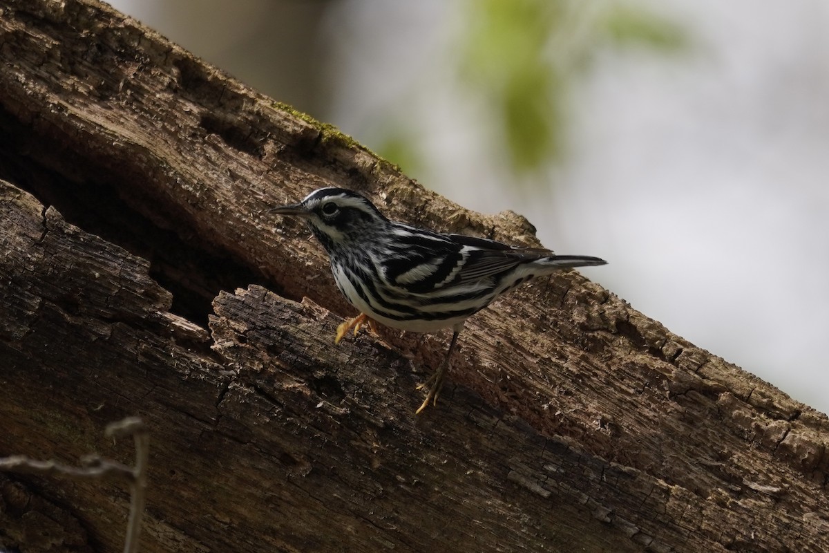 Black-and-white Warbler - ML618055439