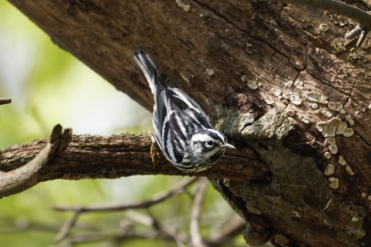 Black-and-white Warbler - ML618055440
