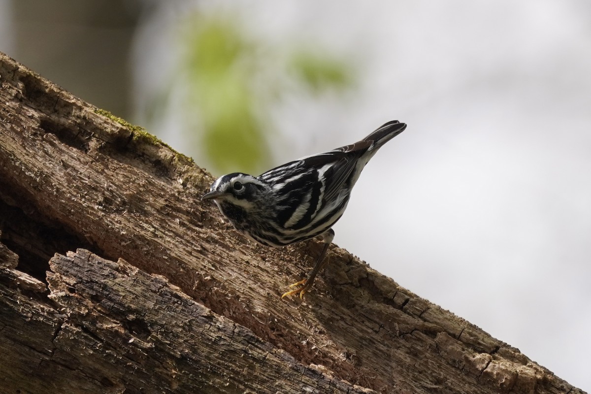 Black-and-white Warbler - ML618055441