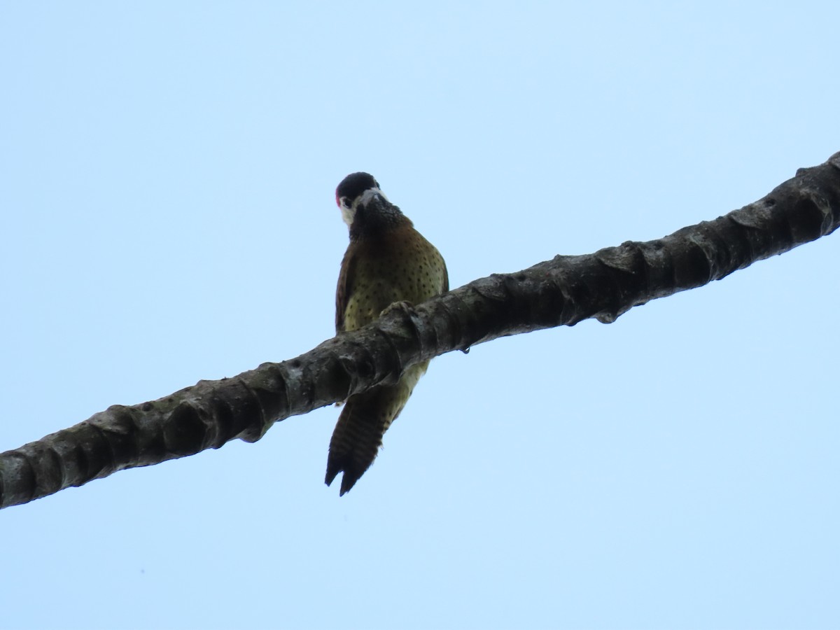 Spot-breasted Woodpecker - ML618055443