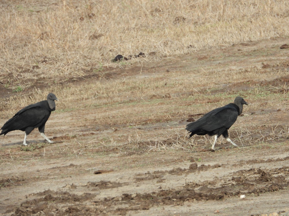 Black Vulture - ML618055491