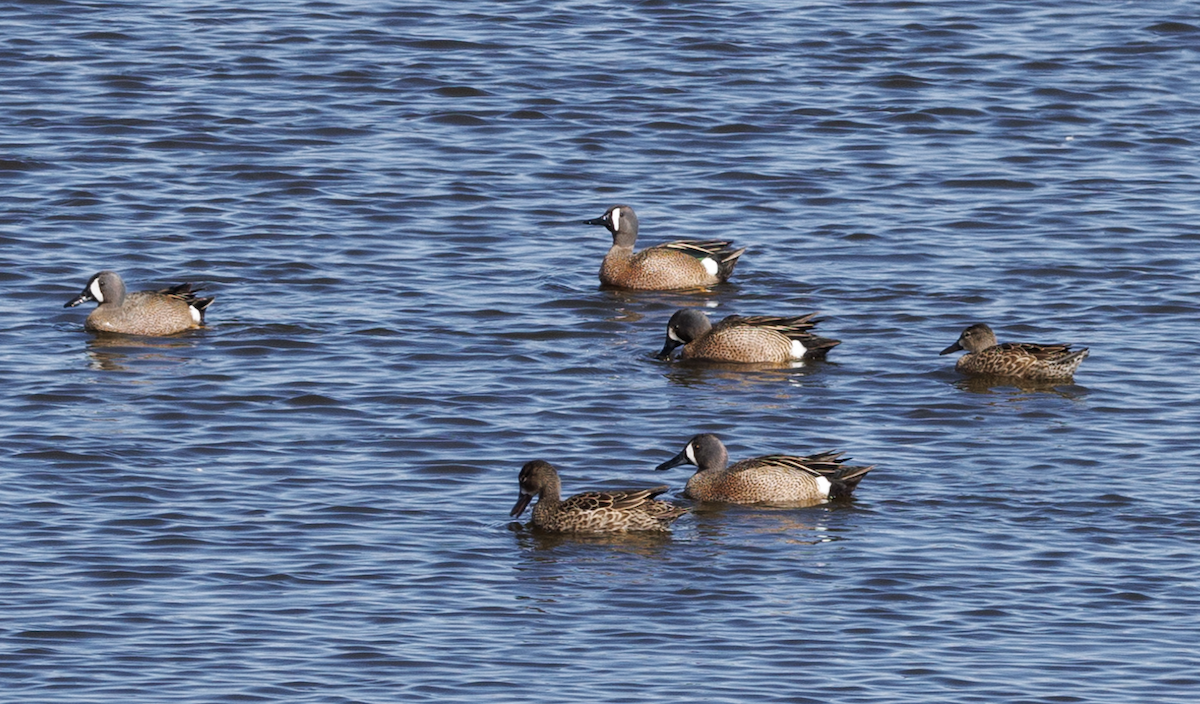 Blue-winged Teal - J Smith