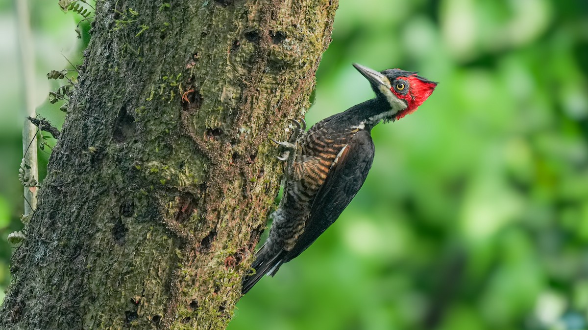 Crimson-crested Woodpecker - Brendan Murtha