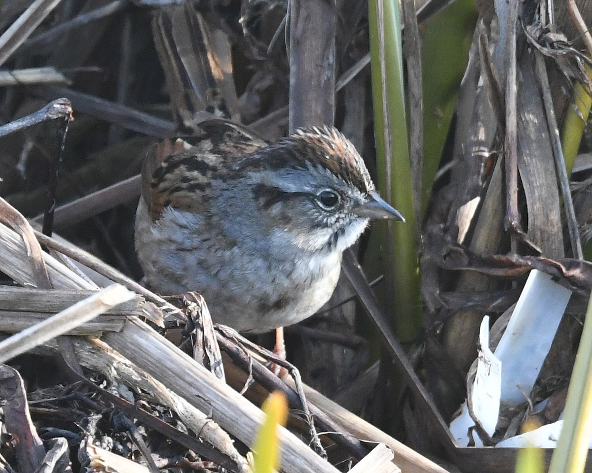 Swamp Sparrow - ML618055650