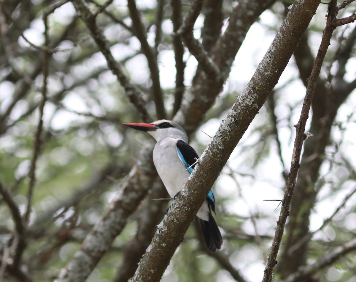 Woodland Kingfisher - Rohan van Twest