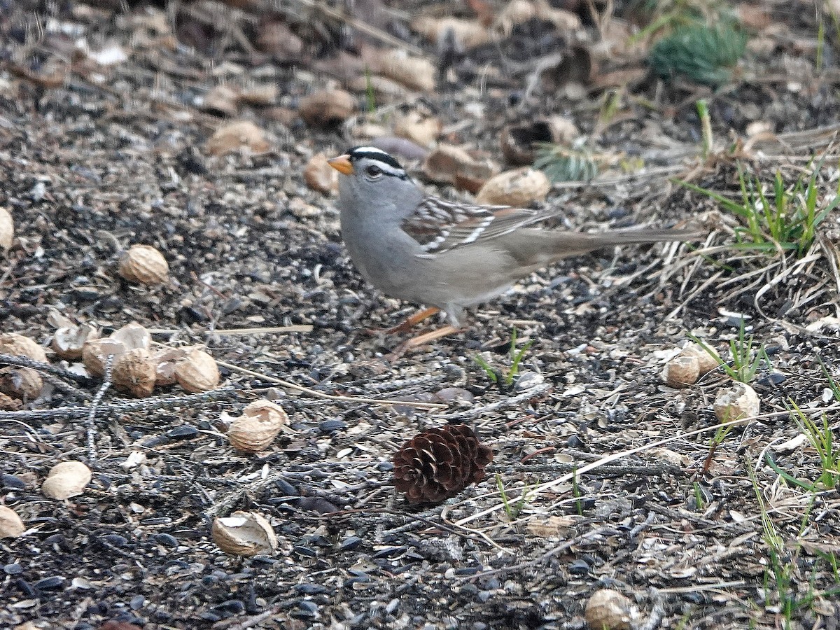 White-crowned Sparrow - ML618055731