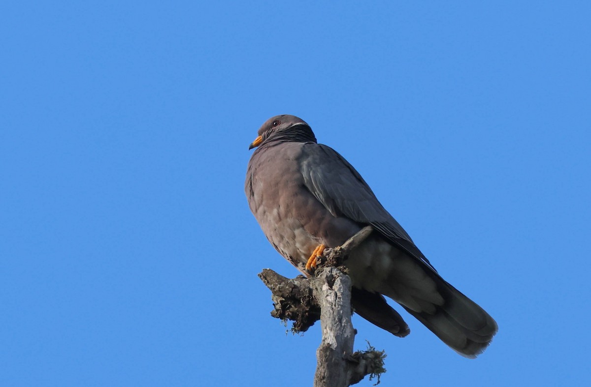 Band-tailed Pigeon - ML618055775