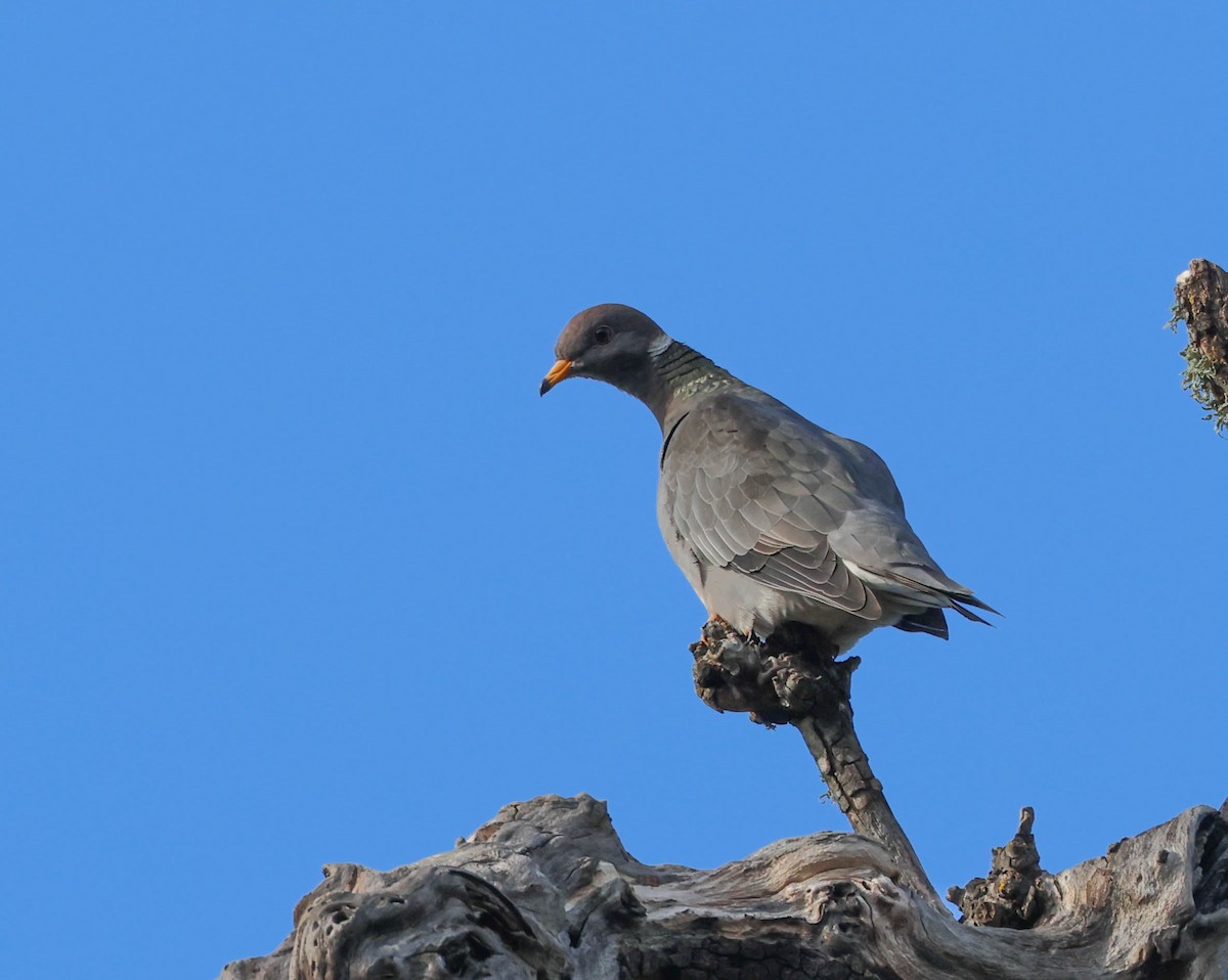 Band-tailed Pigeon - ML618055777