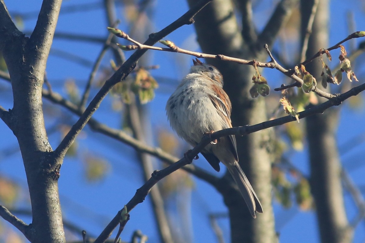 Field Sparrow - Jennifer Allison