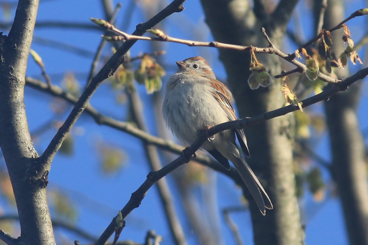 Field Sparrow - ML618055791