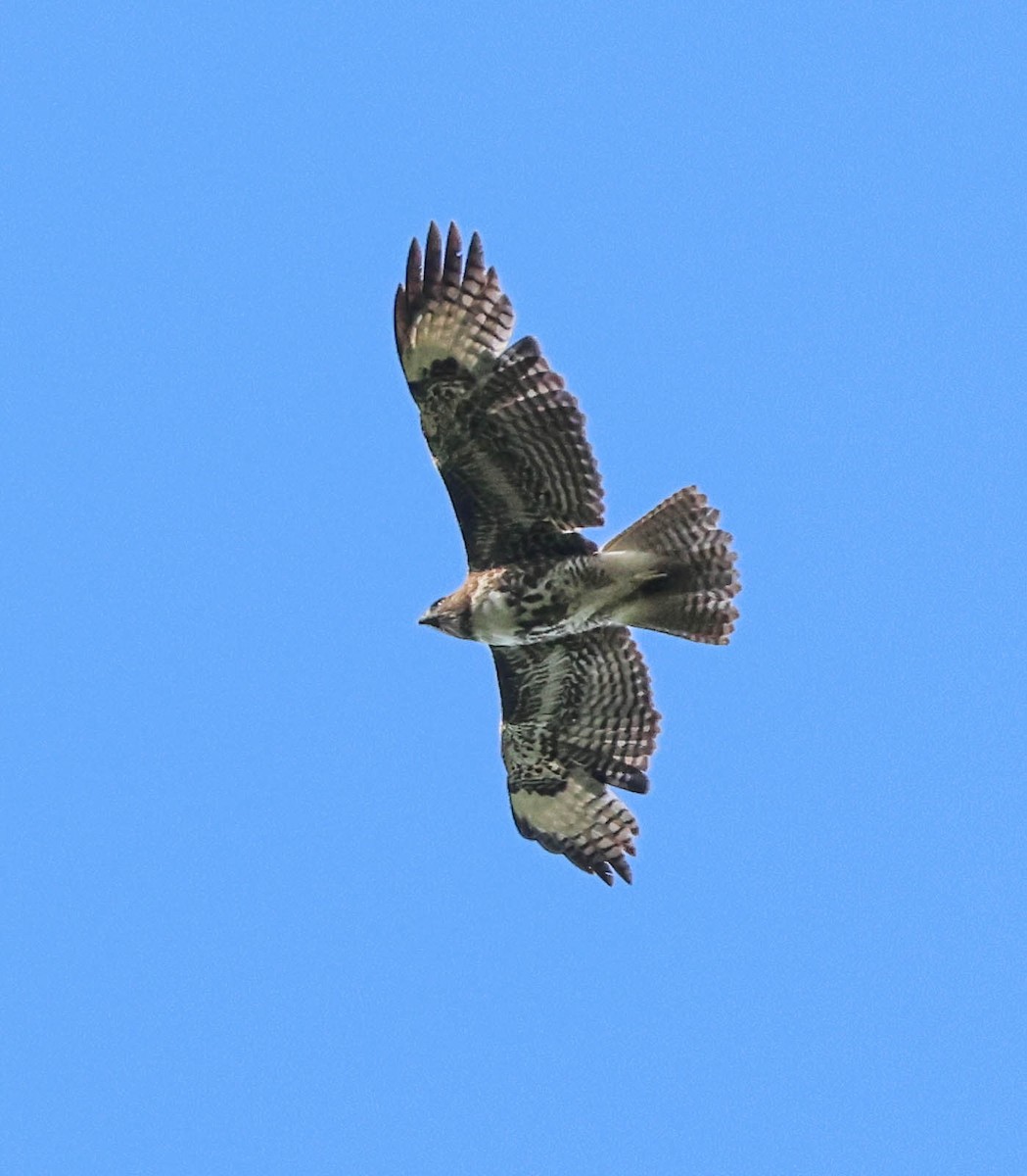 Red-tailed Hawk - ML618055795