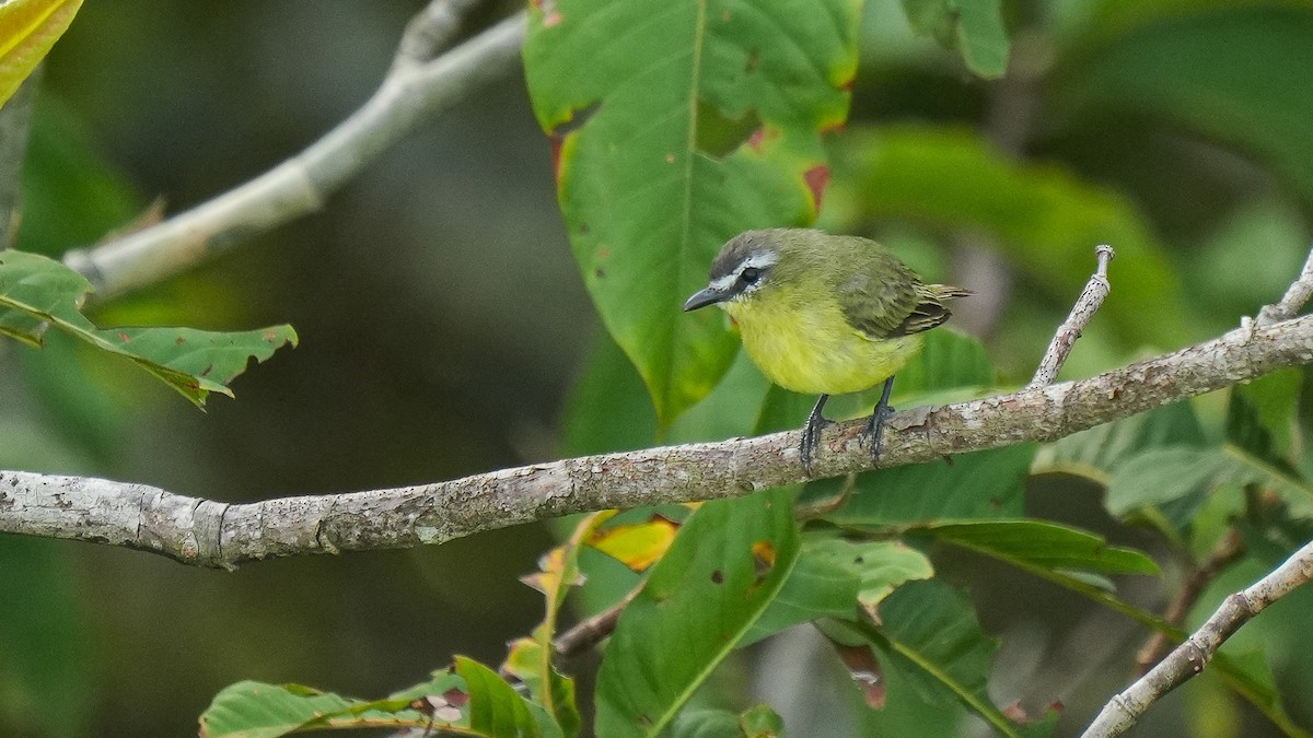 Brown-capped Tyrannulet - ML618055819