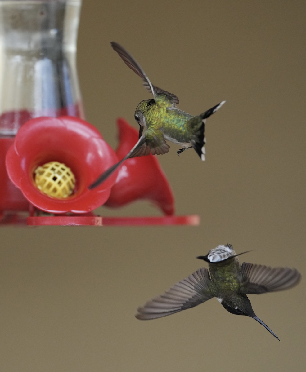Black-chinned Hummingbird - ML618055837
