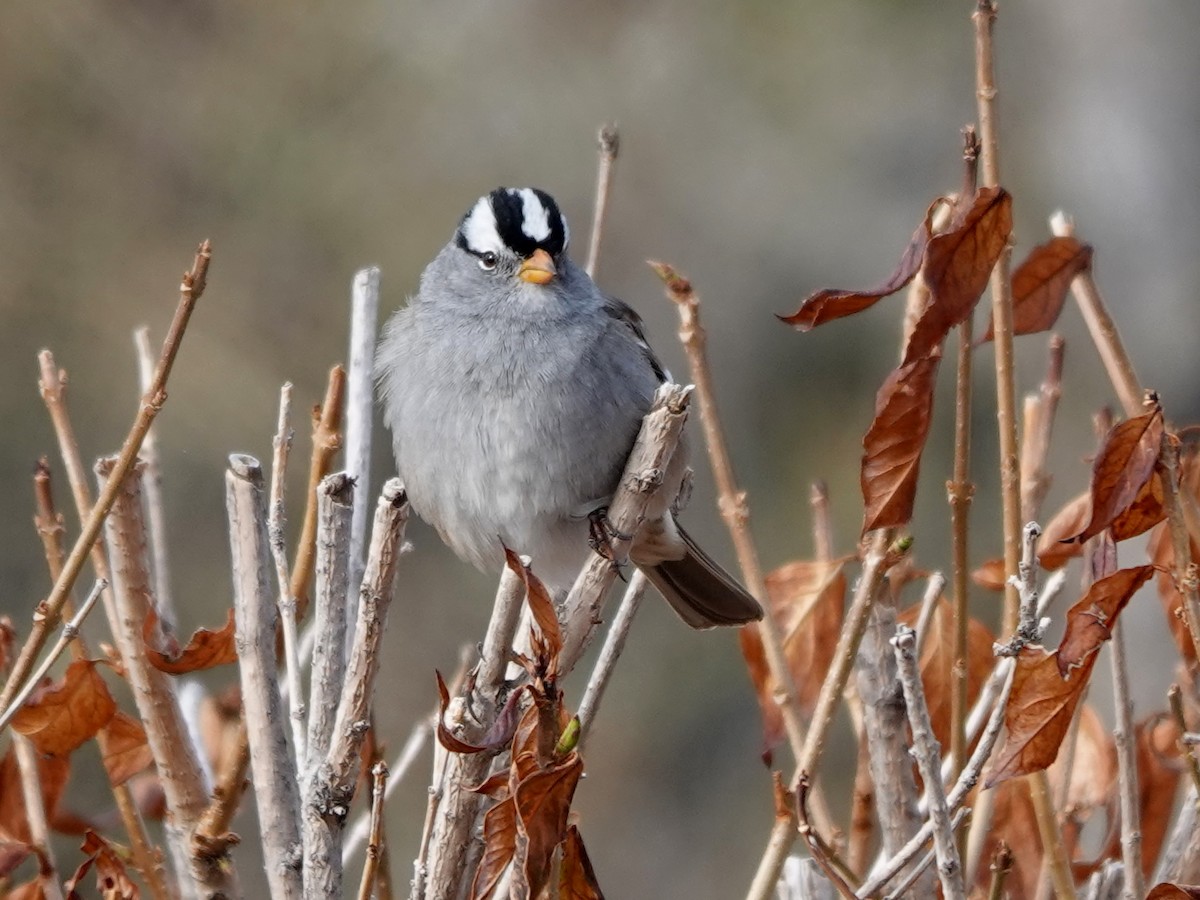 White-crowned Sparrow - ML618055838