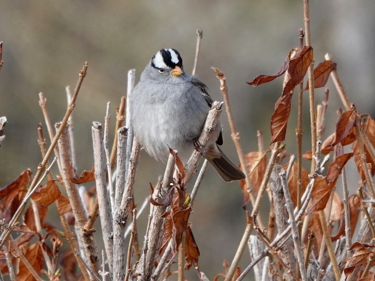 White-crowned Sparrow - ML618055839
