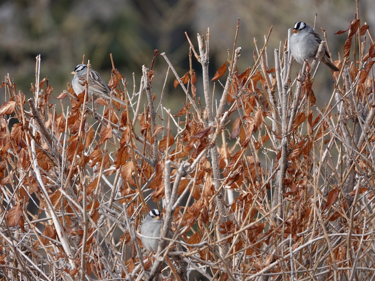 White-crowned Sparrow - Liz Soria