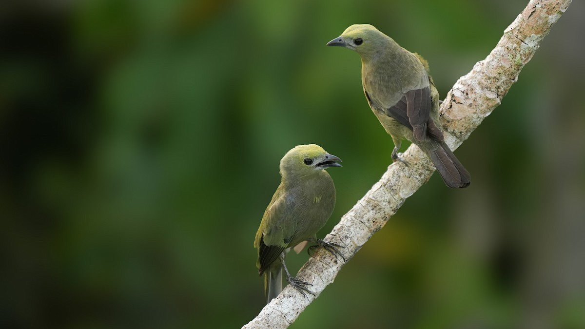 Palm Tanager - ML618055842