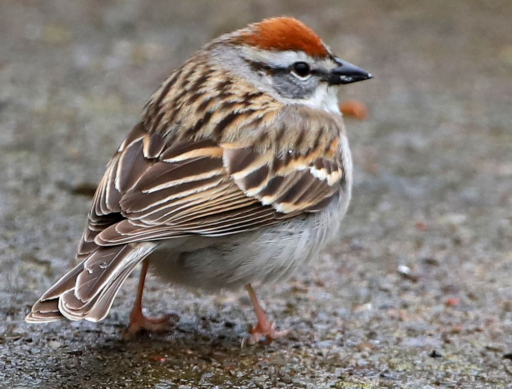 Chipping Sparrow - ML618055894