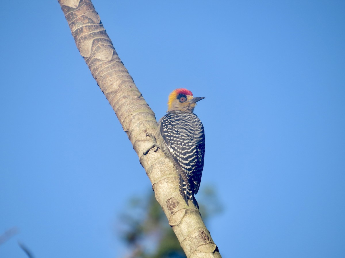 Golden-cheeked Woodpecker - ML618055907