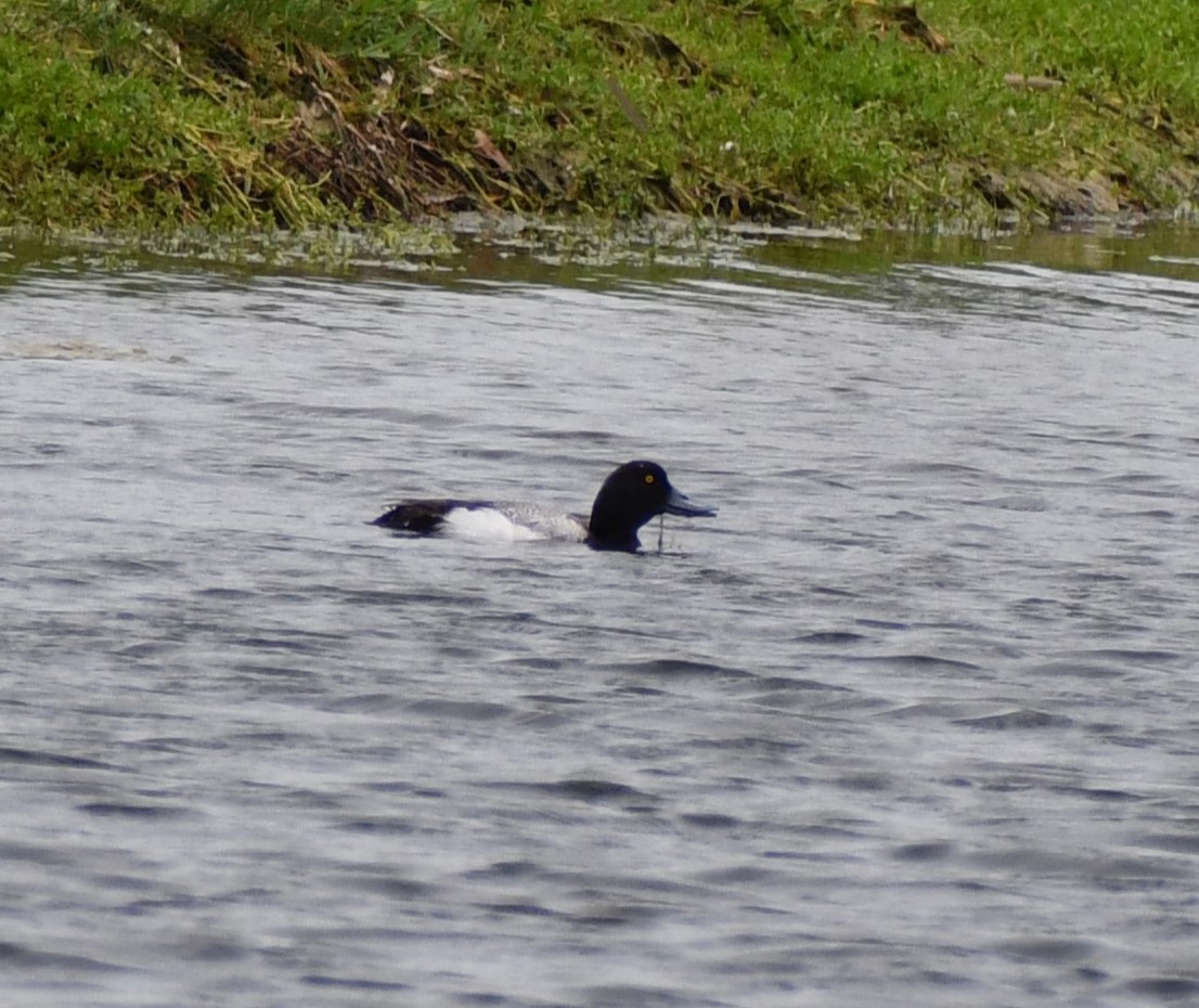 Greater Scaup - ML618055908