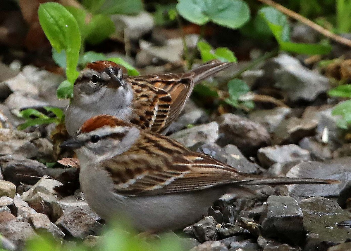 Chipping Sparrow - ML618055910