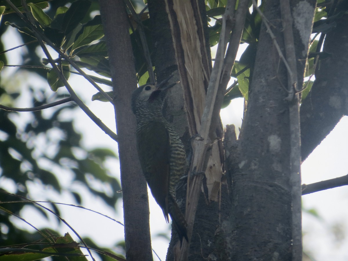 Gray-crowned Woodpecker - ML618055918