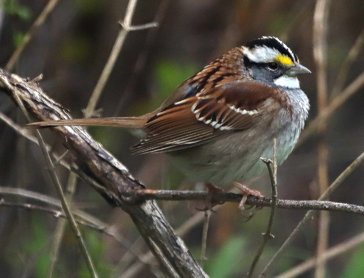 White-throated Sparrow - Bill Roberts