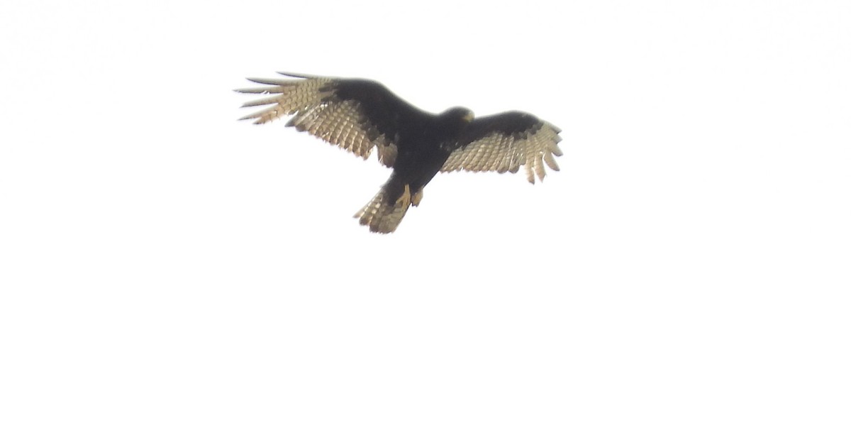 Zone-tailed Hawk - ML618055944