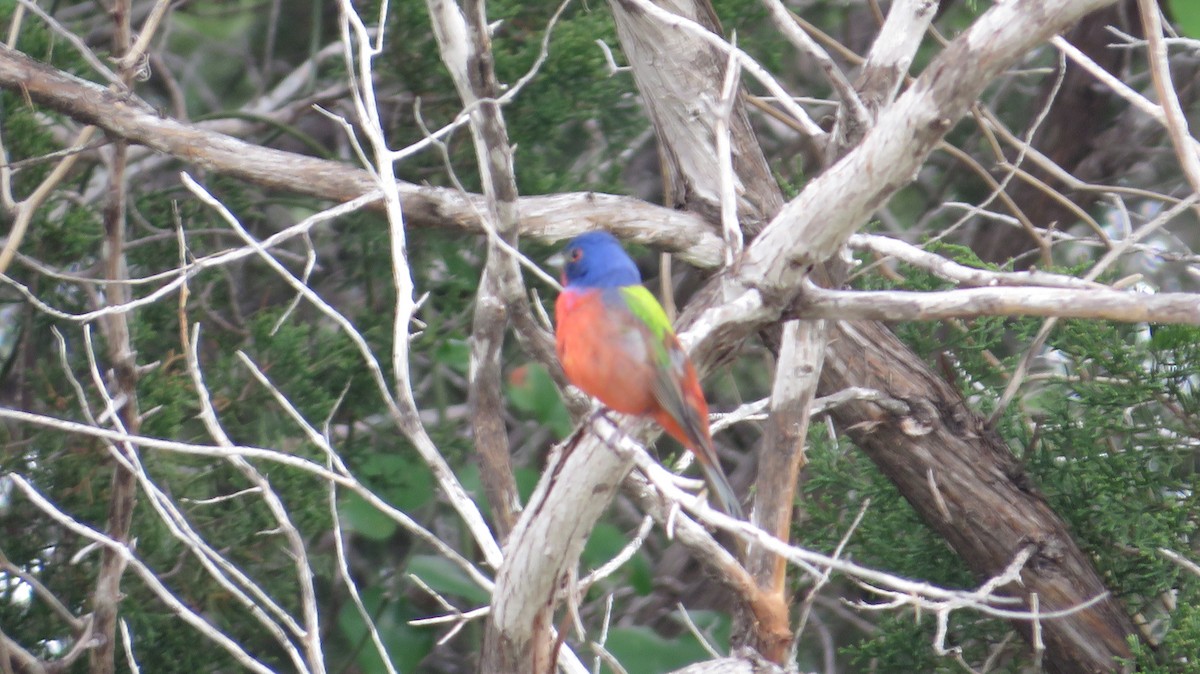 Painted Bunting - ML618055945