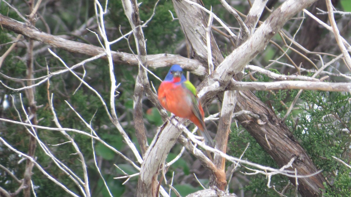 Painted Bunting - ML618055953