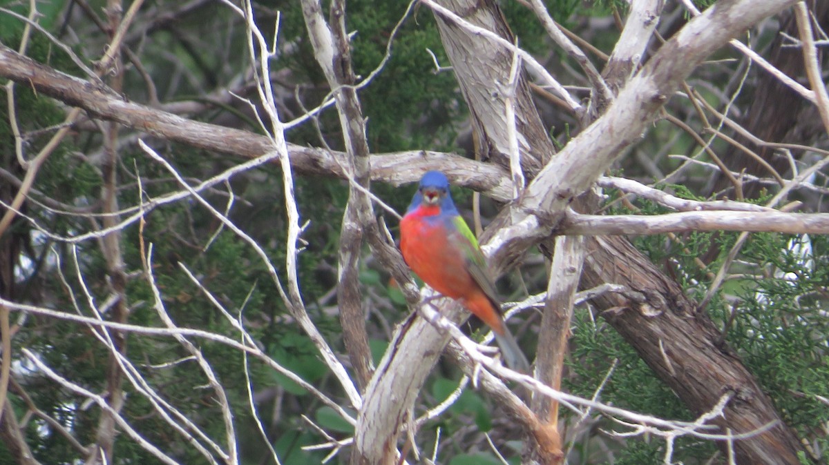 Painted Bunting - ML618055961