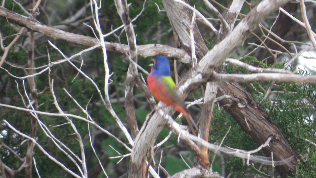Painted Bunting - ML618055966