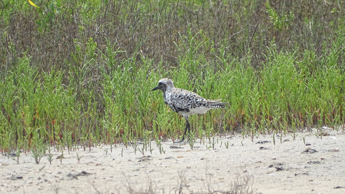 Black-bellied Plover - Amy Simmons