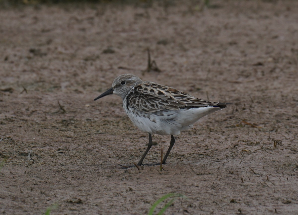 White-rumped Sandpiper - Conner Ties