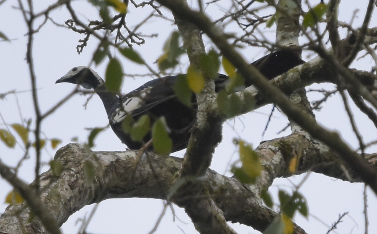 Blue-throated Piping-Guan - Annie Meyer