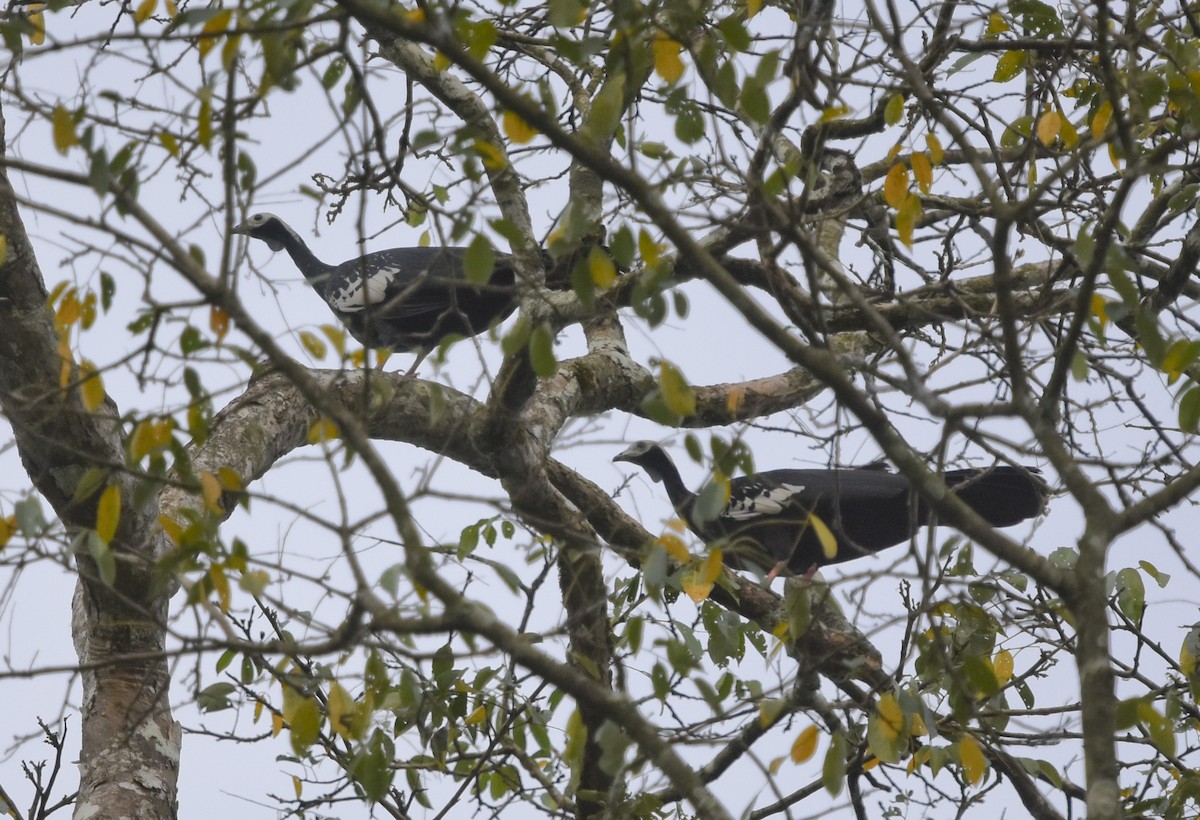 Blue-throated Piping-Guan - ML618055988