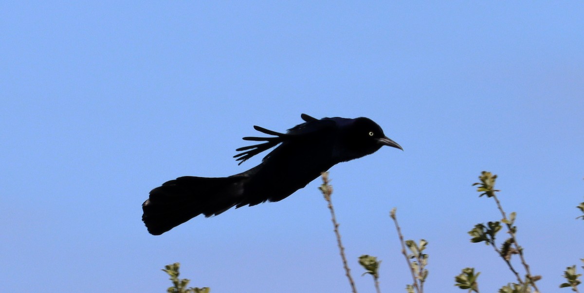 Boat-tailed Grackle - ML618056003