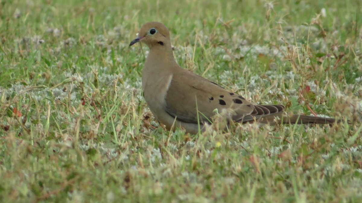 Mourning Dove - James P.
