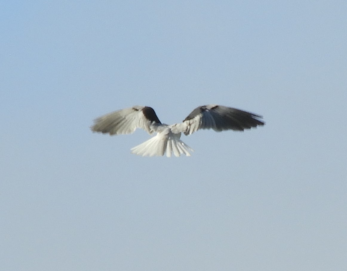 White-tailed Kite - Julie Szabo