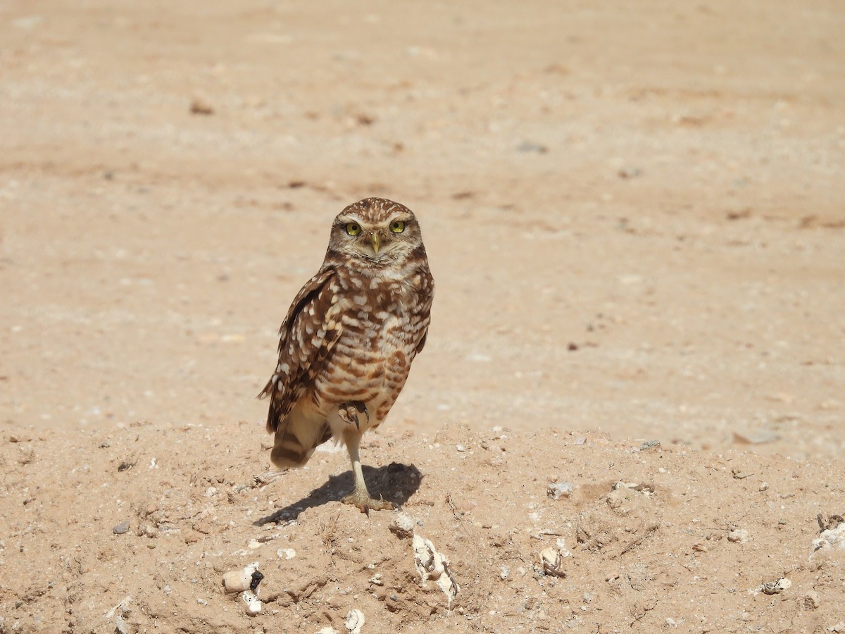 Burrowing Owl (Western) - ML618056053