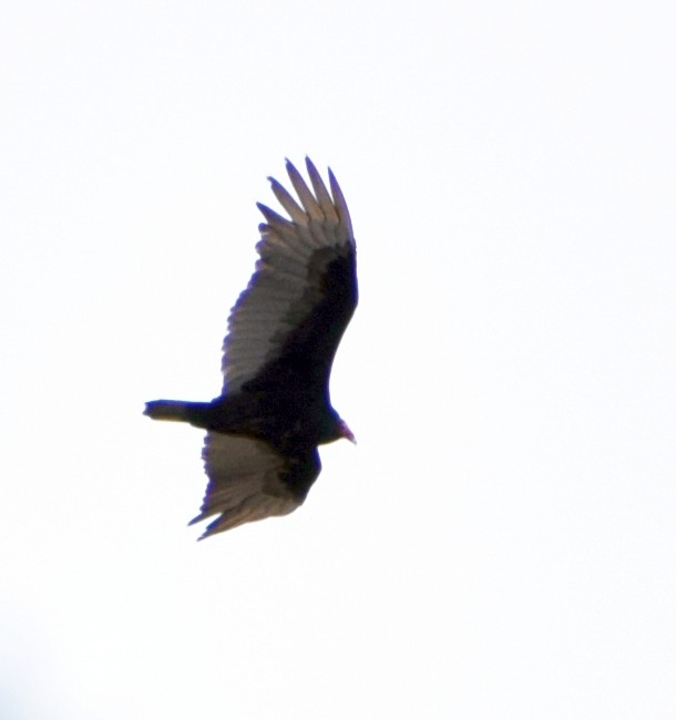 Turkey Vulture - ML618056071