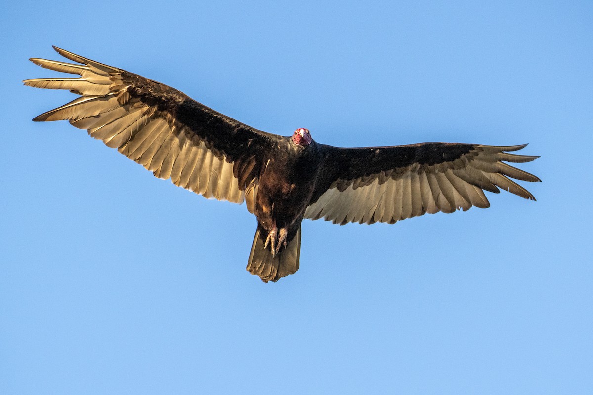 Turkey Vulture - ML618056094