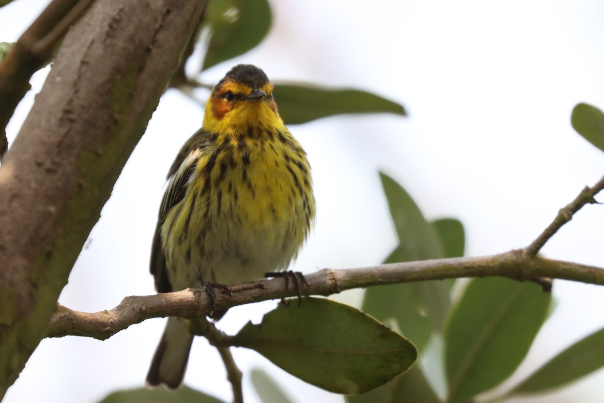 Cape May Warbler - ML618056137