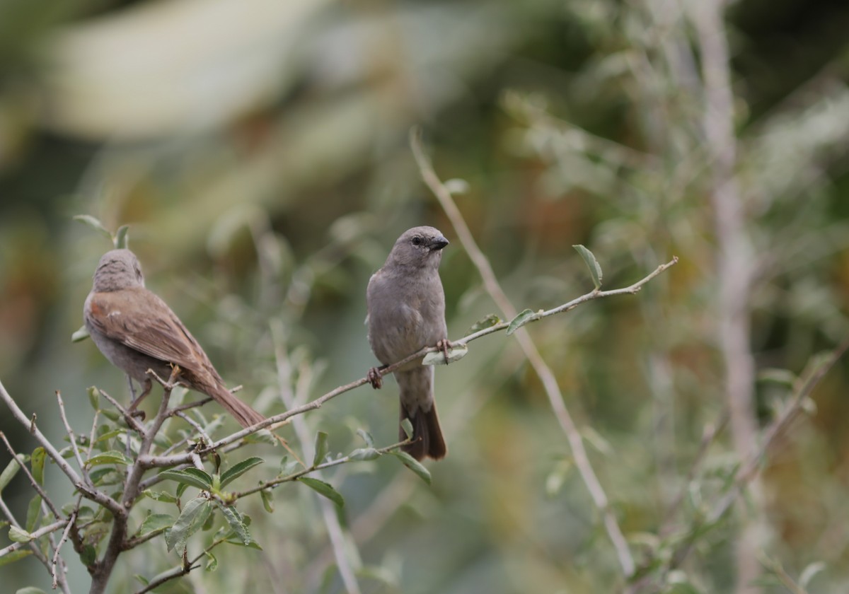 Swahili Sparrow - Rohan van Twest
