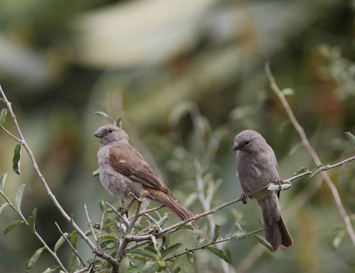 Swahili Sparrow - ML618056141